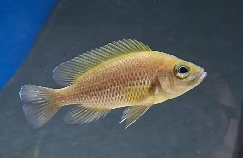 Neolamprologus toae 'Cape Tembwe'